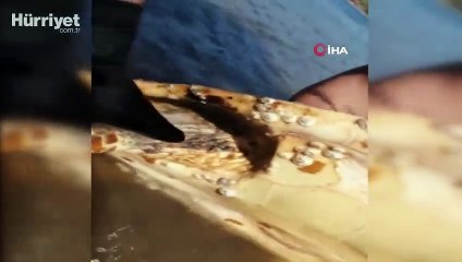 Nesli tükenmekte olan deniz canlısını kurtarmak için seferber oldular