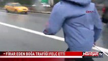 FİRAR EDEN BOĞA TEM'İ BİRBİRİNE KATTI