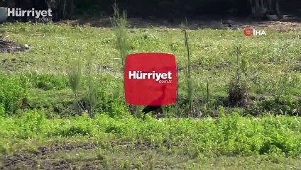 O tür Bodrum’da ilk kez görüntülendi