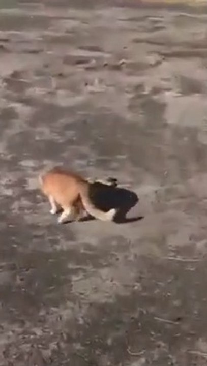 cat vs snake