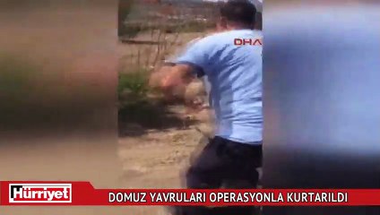DOMUZ YAVRULARI OPERASYONLA KURTARILDI