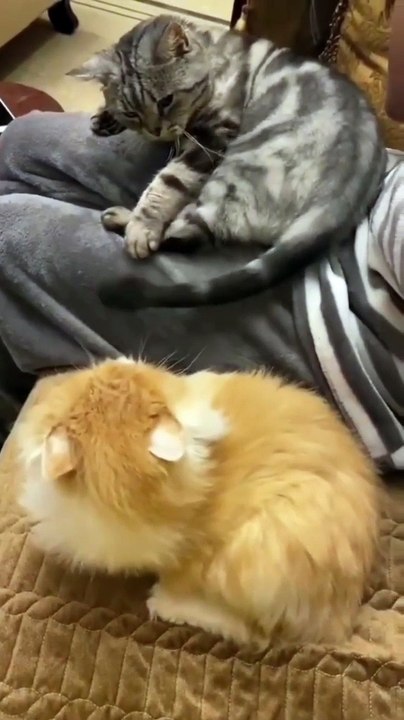cat fight