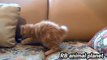 Cats funny video 2022 || top animals video || best video for animals || top videos funny animals || tiger and buffalo fight || all animals video || best video for animals 2022 - 2023 || all animals video || popular animals video || wild animals video ||