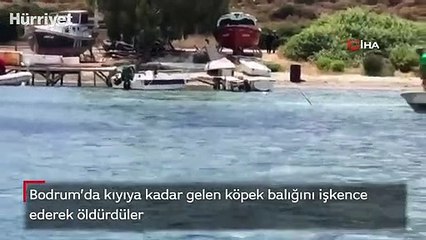 Bodrum’da kıyıya kadar gelen köpek balığını işkence ederek öldürdüler