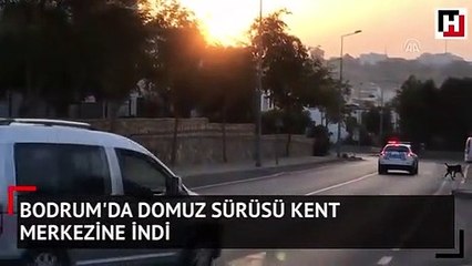 Bodrum'da domuz sürüsü kent merkezine indi