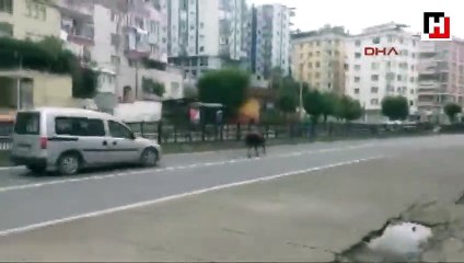 Trabzon'da kaçan boğa trafiğe daldı