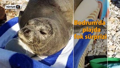 Bodrum'da plajda fok sürprizi