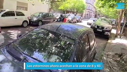 Los estorninos ahora acechan a la zona de 8 y 43