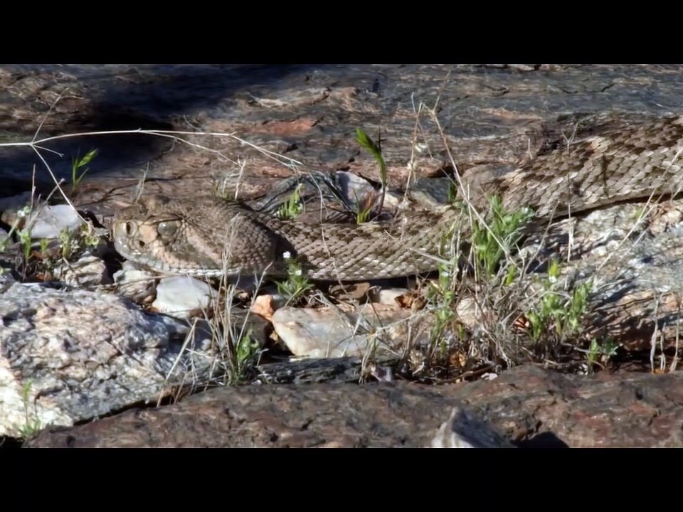 The Unexpected Beauty of America's Forgotten National Park - Saguaro