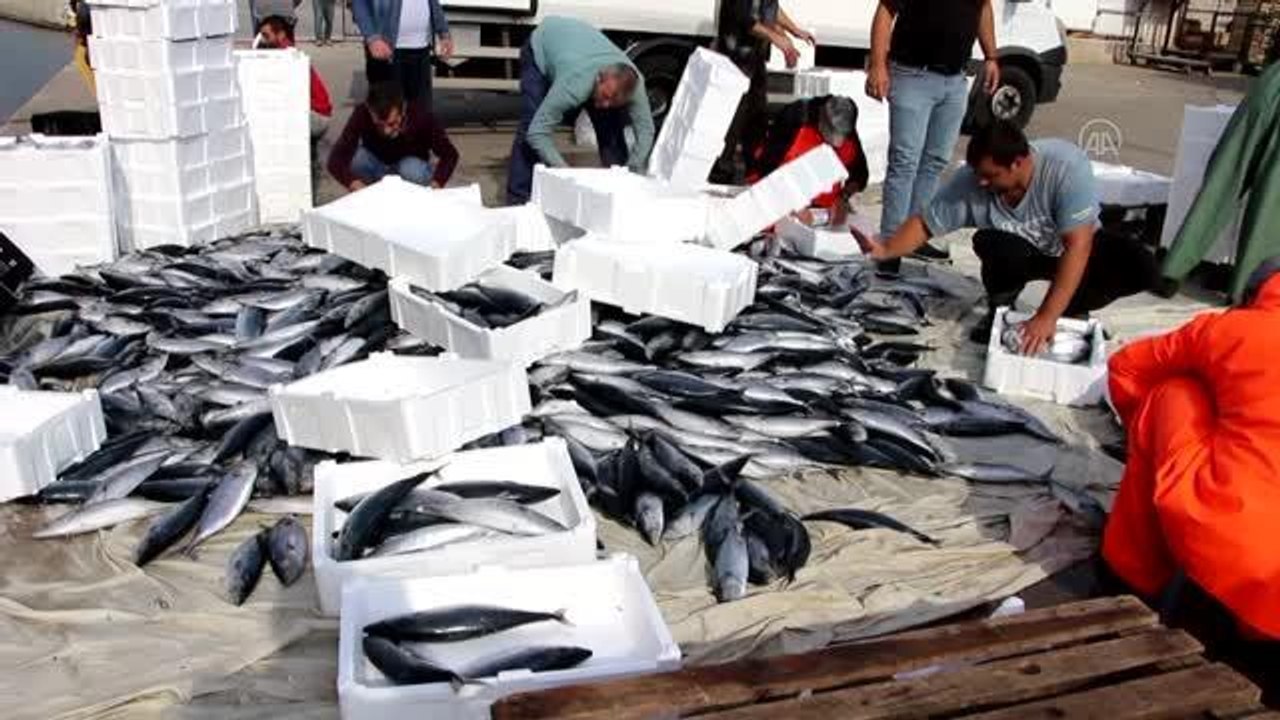 Balıkesir haber! BALIKESİR - Bandırma Körfezi'nde palamut bolluğu devam ediyor