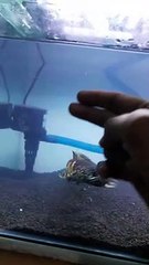 ikan channa auranti punya anakku galak juga ..