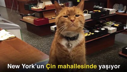 Sosyal medyanın yeni fenomeni 'Bobo'