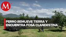 Perro descubre fosa clandestina en Uruapan, Michoacán