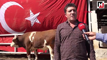 Ay-yıldızlı boğayı, 29 Ekim'de Cumhurbaşkanı'na hediye edecekler