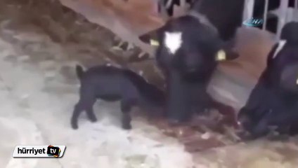 Oğlak ineğe böyle kafa tuttu