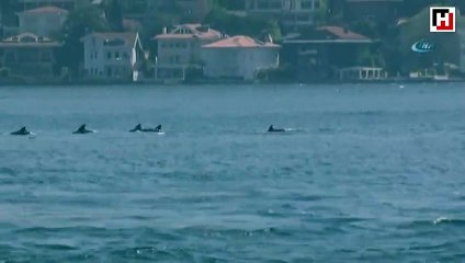 Spring arrives, dolphins appear in Bosphorus