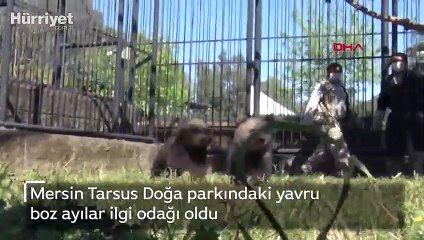 Yavru boz ayılar, doğa parkının maskotu oldu