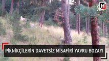 Piknikçilerin davetsiz misafiri yavru bozayı