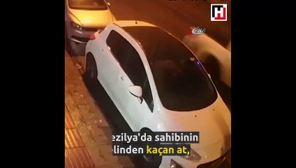 Başıboş at park halindeki araca çarptı