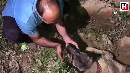 Köpeğine araç çarptığını görünce gözyaşlarına boğuldu