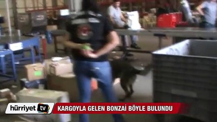 Kargoyla gelen bonzai böyle bulundu
