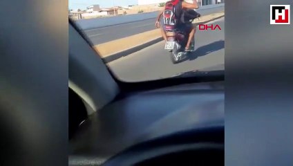 Motosiklet süren köpek kamerada