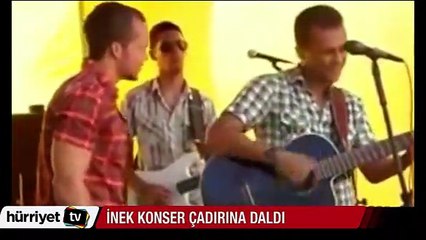 Brezilya'da inek konser çadırına daldı