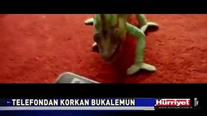 TELEFONDAN KORKAN BUKALEMUN