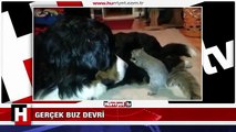 GERÇEK BUZ DEVRİ