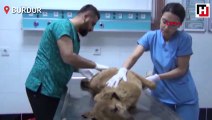 Çöpte bulunan felçli köpek sahiplendirildi