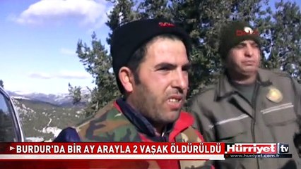 O VAŞAĞI BEN ÖLDÜRDÜM