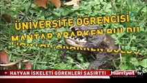 MANTAR ARARKEN BULDULAR..!! İŞTE O ESRARENGİZ YARATIK