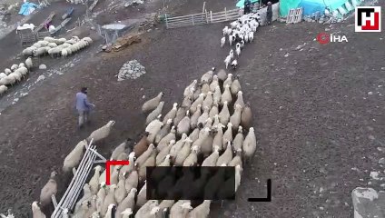 Koyun ve kuzuların renkli buluşması