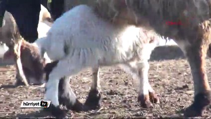 Koyunlarla kuzuların buluşma anı