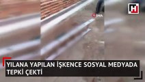 Yılana yapılan işkence sosyal medyada tepki çekti