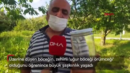 Zehirli ‘uğur böceği örümceği’ şaşırttı