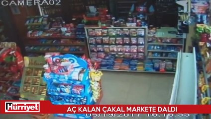 Acıkan çakal markete daldı