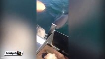 Köpek balığı balıkçı teknesine saldırdı