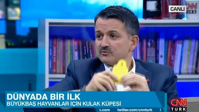 Büyükbaş hayvanlar için küpe dönemi