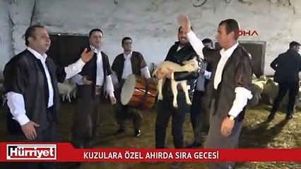 Kuzulara özel ahırda sıra gecesi