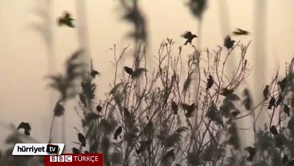 Kuşların gün batımındaki büyüleyici dansı