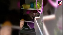 Yavru köpek buzdolabına girdi
