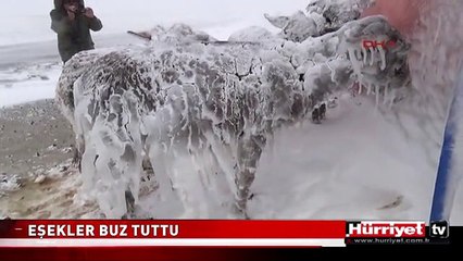 SİVEREK'TE EŞEKLER BUZ TUTTU