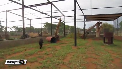 Leoparı kedi gibi seven kadın