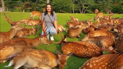 Os 35 Lugares Mais Belos & Exóticos do Japão (HD)