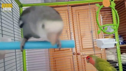 HOW TO DIFFRENCIATE MALE AND FEMALE IN LOVE BIRDS