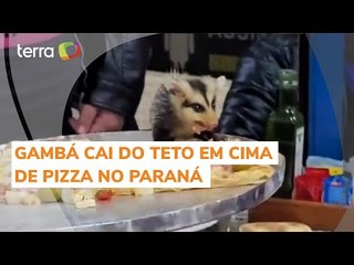 Gambá cai em cima de pizza durante aniversário e vai embora com fatia no Paraná