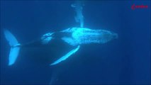 Repouso e Sono Profundo - Relaxando com as Baleias Jubarte (HD)