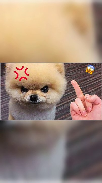Funny Dogs and Cats  Part 3