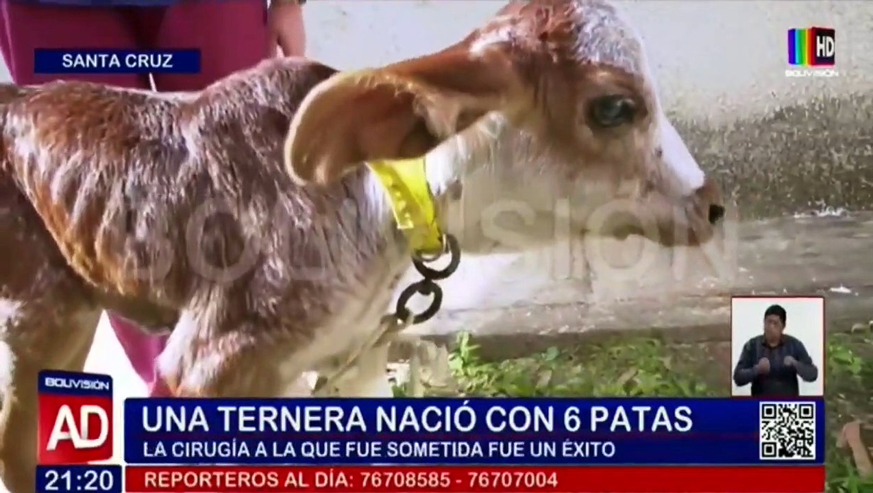 Ternera con seis patas fue intervenida quirúrgicamente